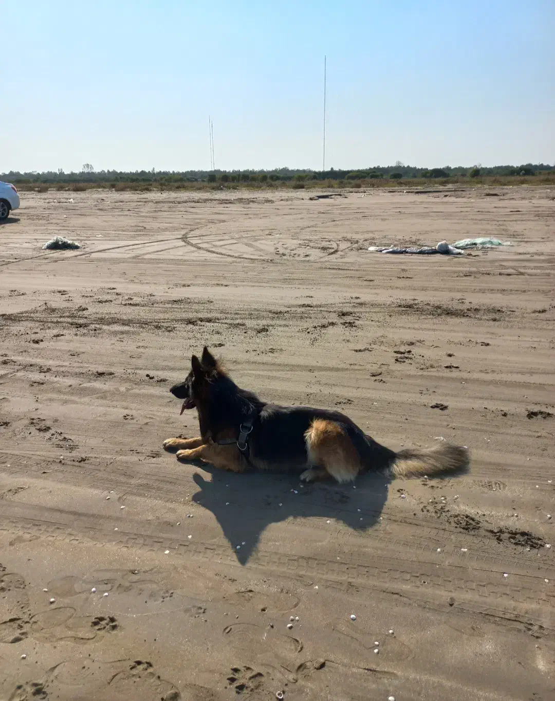 سگ ژرمن شولاین اصیل|سگ|آستانه اشرفیه, |دیوار