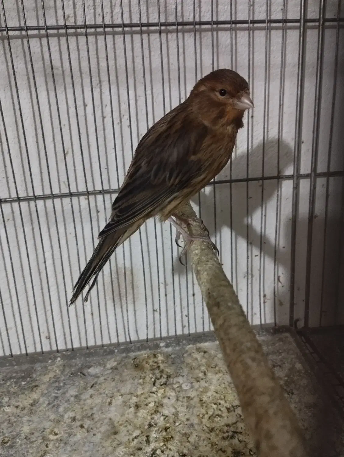 فروش ۳ تا قناری|پرنده|شاهرود, |دیوار