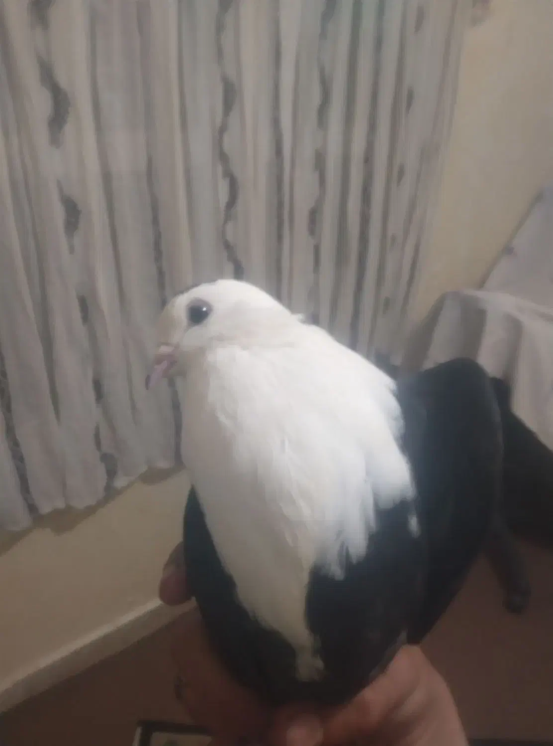 کبوتر کفتر کلاغ کربلایی کله سفید|پرنده|چابهار, |دیوار