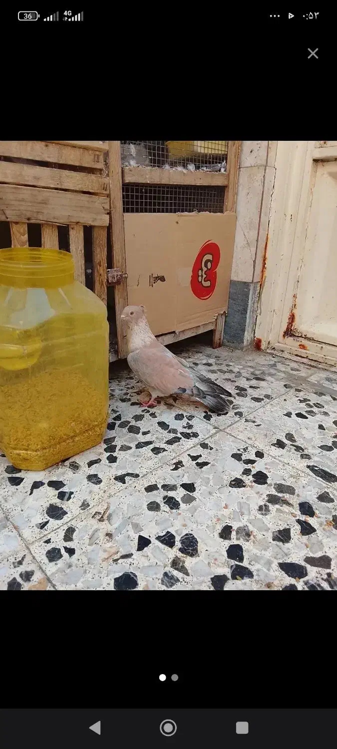 افغانی نر|پرنده|خرمشهر, |دیوار