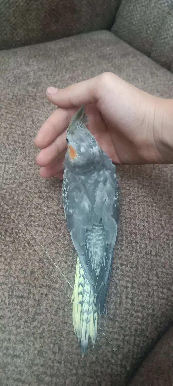 طوطی عروس|پرنده|محمدیه-قزوین, |دیوار