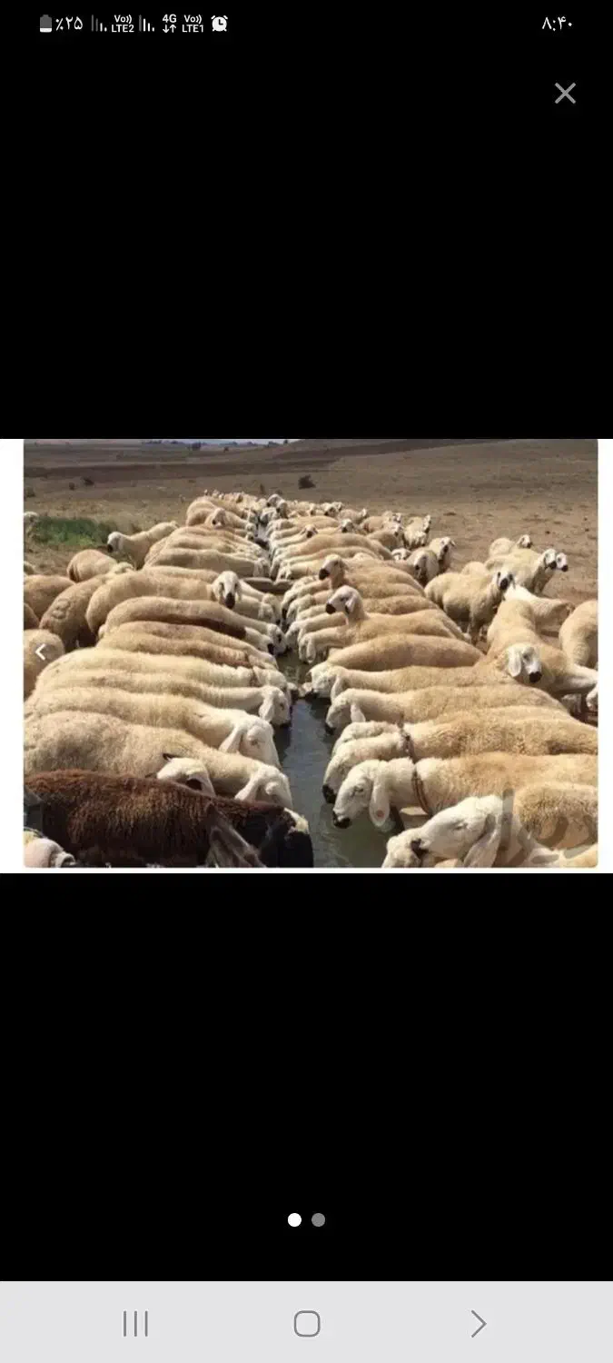 گوسفند زنده در پرند و اطراف پرند|حیوانات مزرعه|پرند, فاز ۲|دیوار