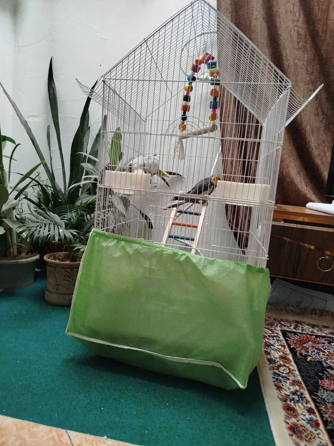 عروس هلندی|پرنده|کرمانشاه, |دیوار