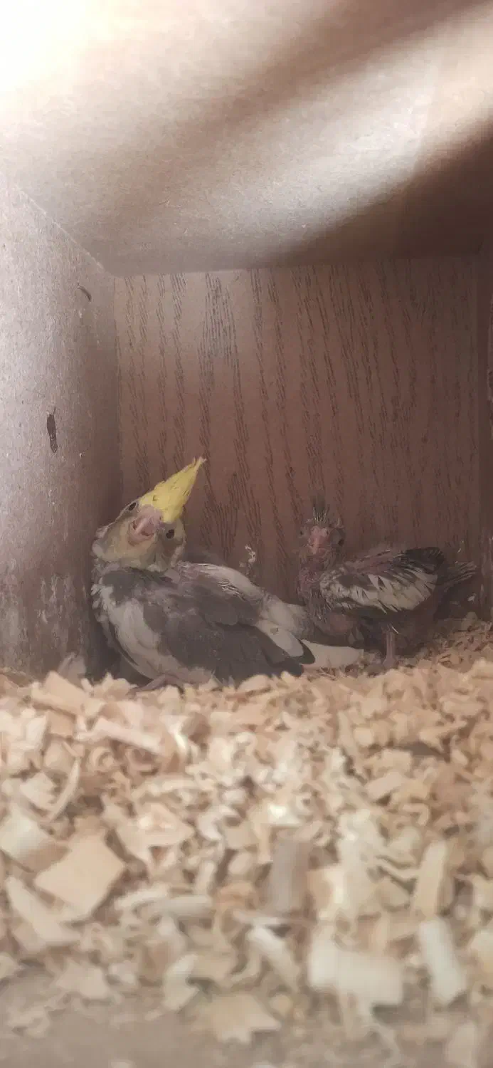 دوعددجوجه عروس هلندی|پرنده|نورآباد, |دیوار