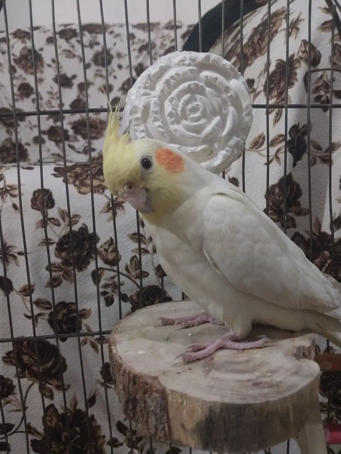 عروس هلندی نروماده|پرنده|کرج, شهرک رضوانیه|دیوار