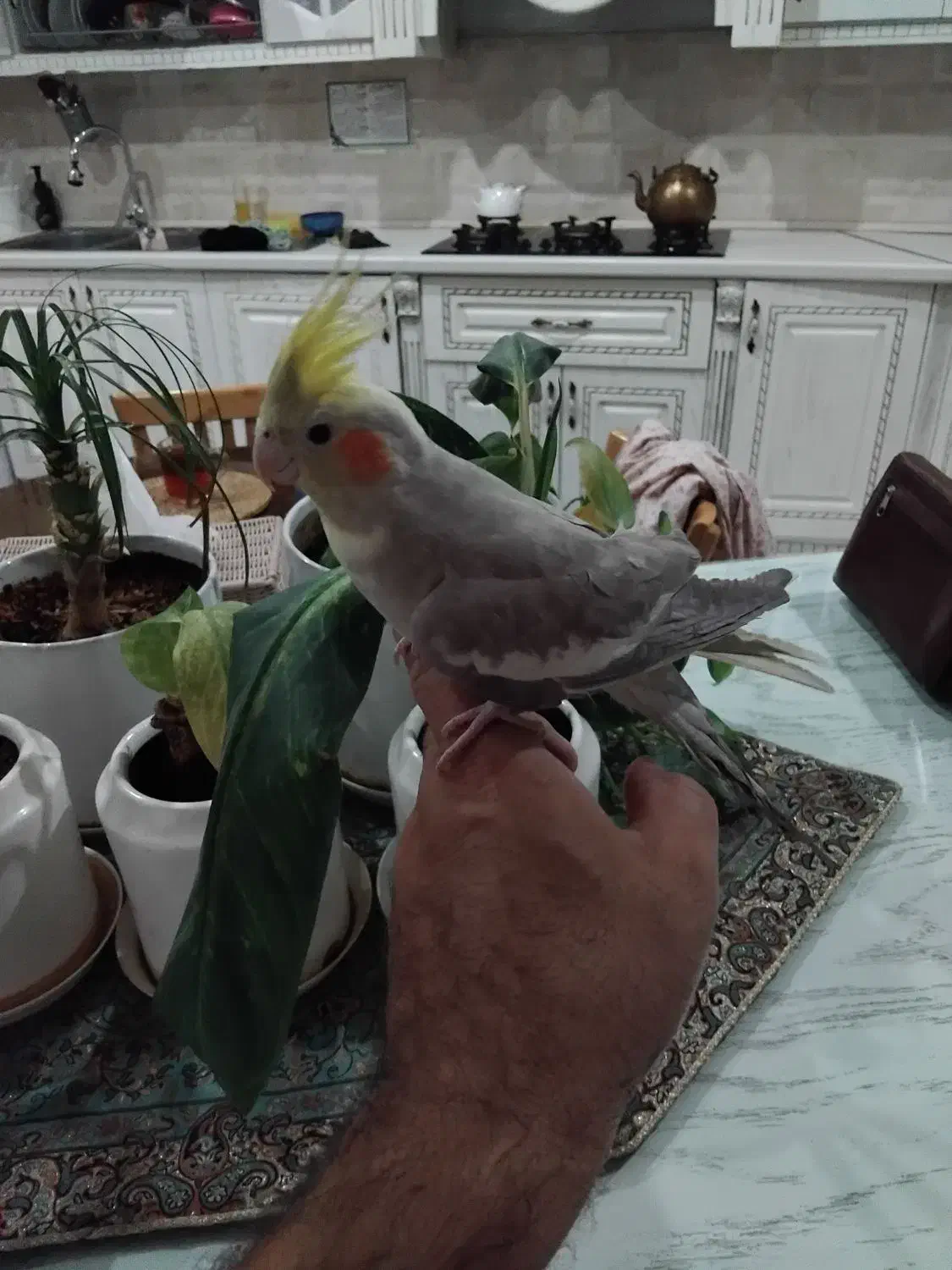 عروسی هلندی نر و ماده بهمراه 3 تا جوجه|پرنده|مشهد, کارمندان دوم|دیوار