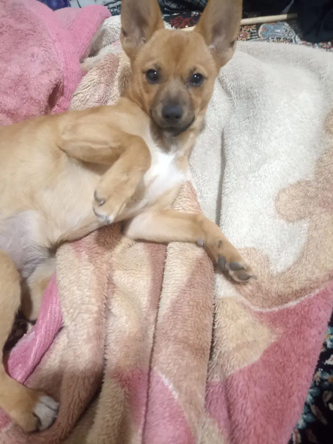 سگ پامرانین میکس|سگ|خرمدره, |دیوار