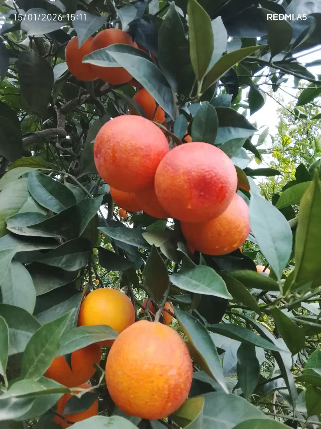 2تن پرتقال تامسون و1تن خونی|حراج|قائمشهر, |دیوار