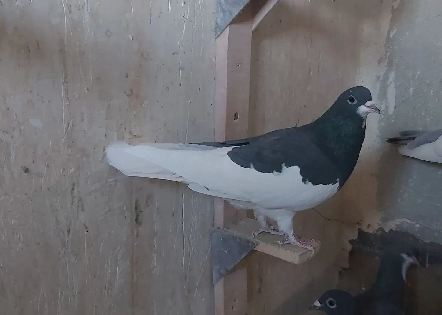 فروش کفتر شهری بدرنگ سبز و یال|پرنده|شیراز, شهرک مفتح|دیوار