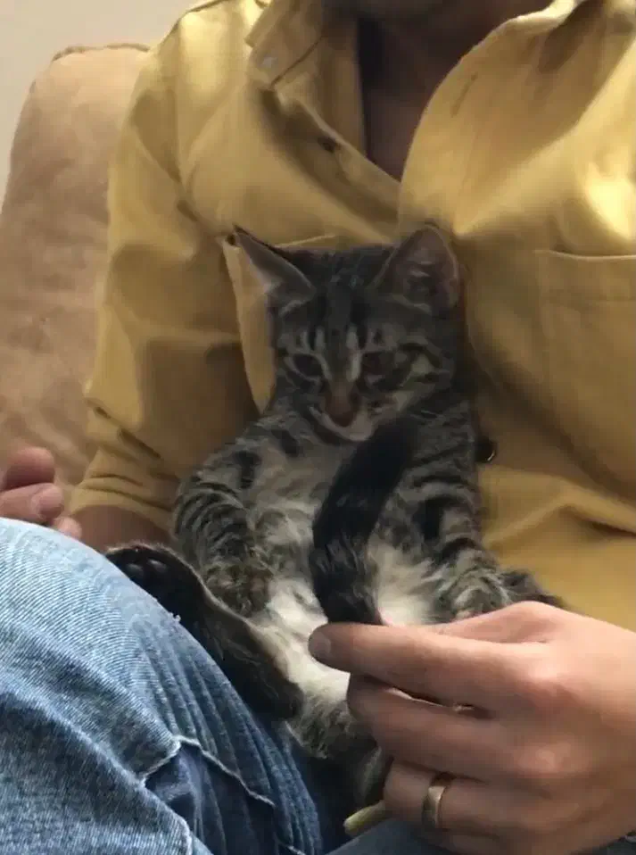 واگذاری گربه ۹ماهه|گربه|بجنورد, |دیوار