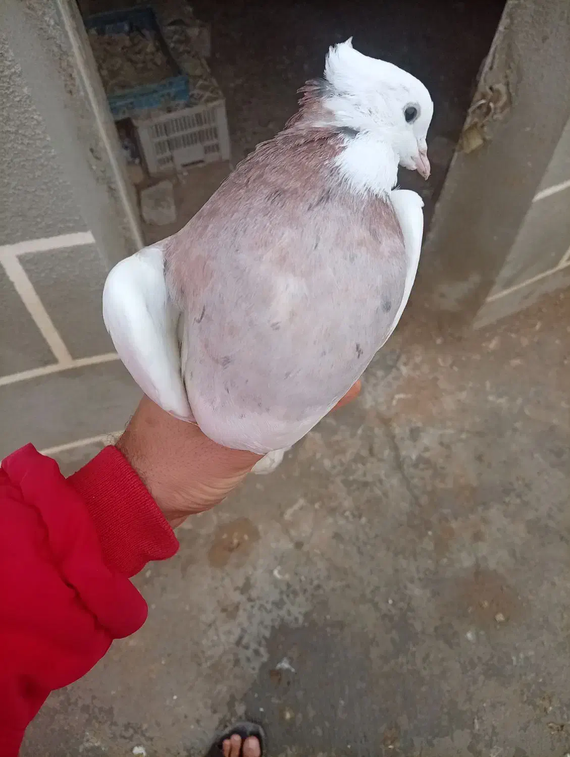 کبوتر طوقی سرول|پرنده|ابهر, |دیوار