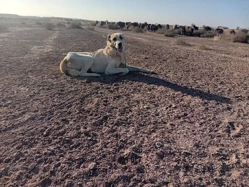 سگ گله|سگ|قم, بلوار امین و ساحلی|دیوار