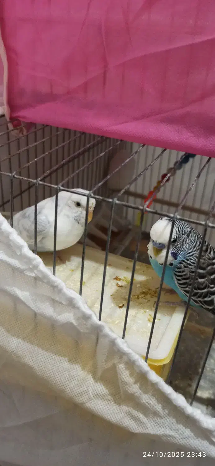 مرغ عشق باتمام وسایل|پرنده|پیرانشهر, |دیوار