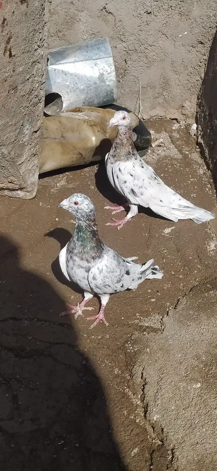 کفتر هفرنگ آس|پرنده|ضیاء آباد, |دیوار