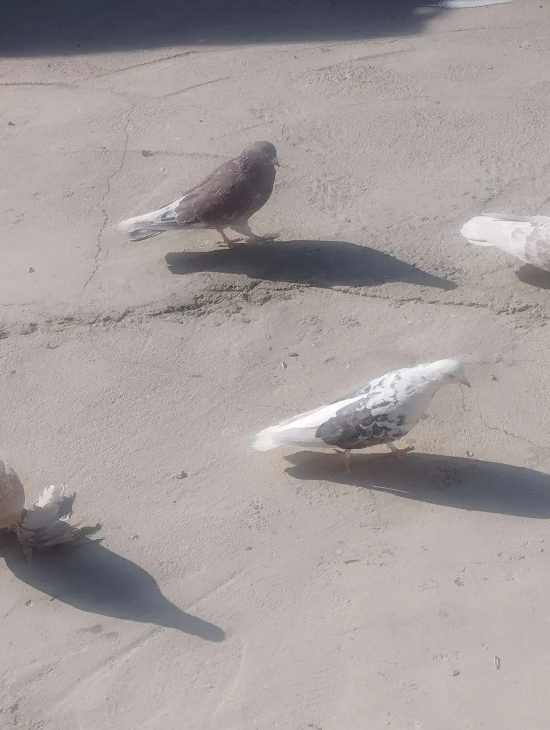 کبوتر پرشی|پرنده|اصفهان, جاوان|دیوار