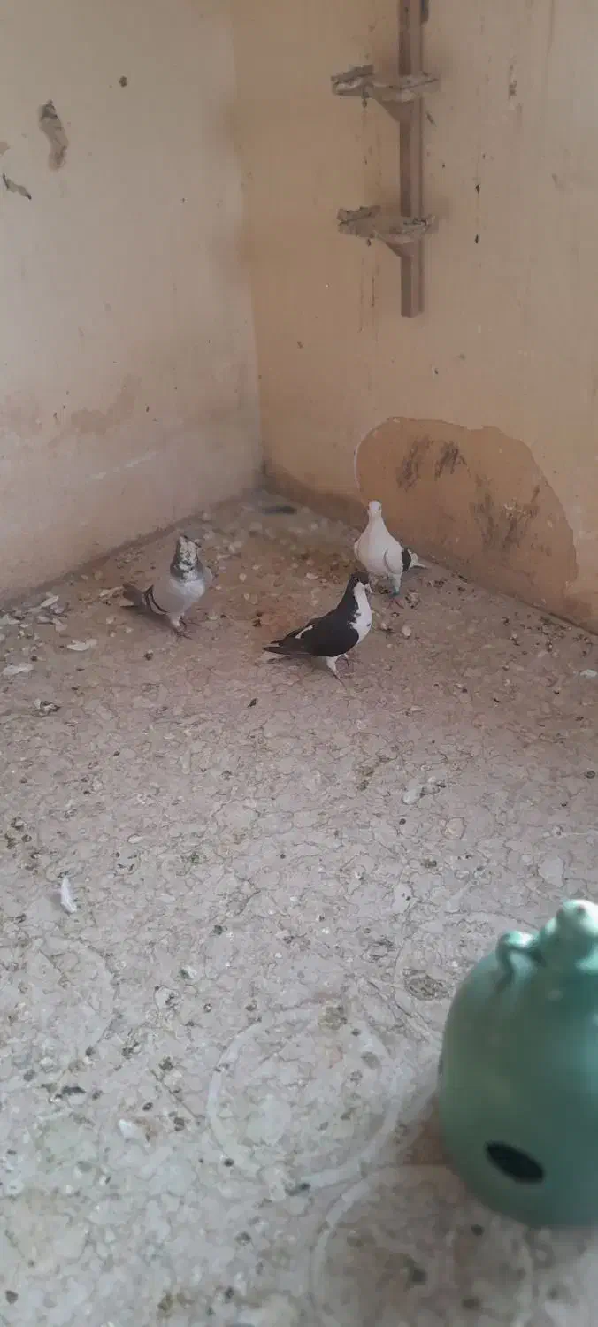 کفتر|پرنده|شیراز, شیخ علی چوپان|دیوار