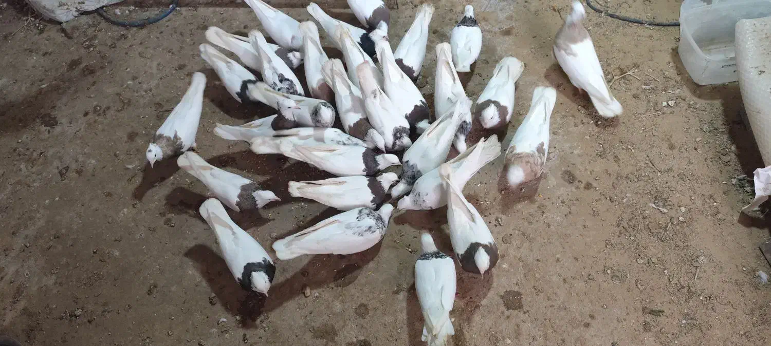 سی تا طوقی|پرنده|برازجان, |دیوار