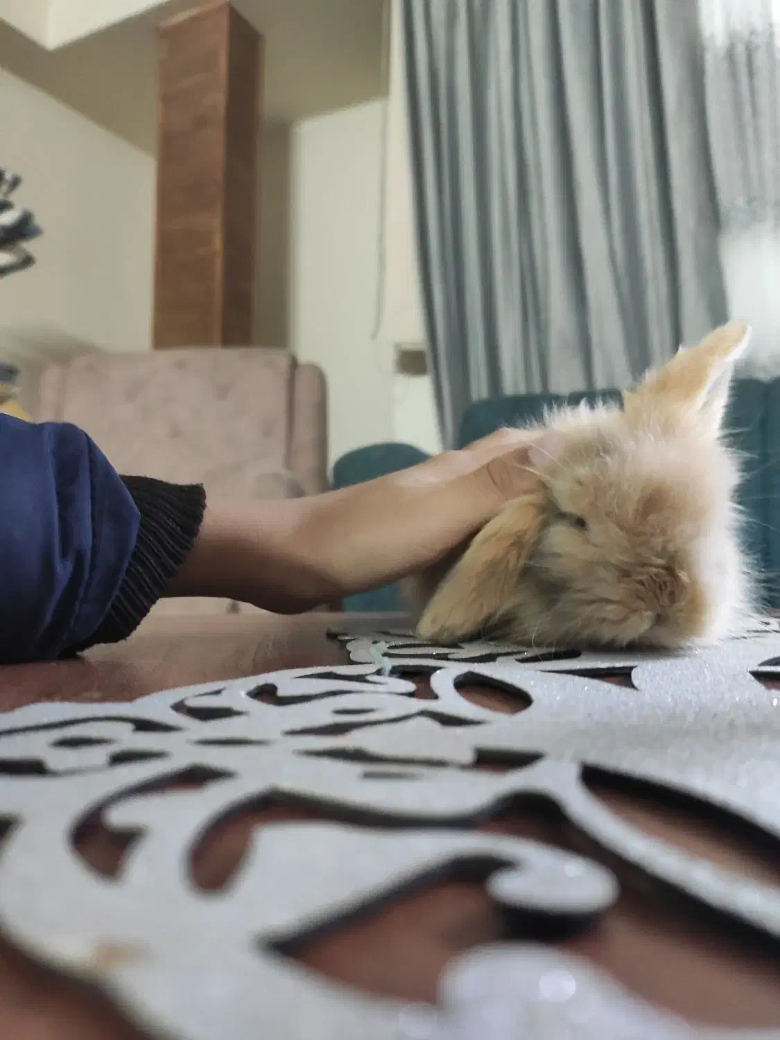 خرگوش مینیاتوری|موش و خرگوش|مشهد, تربیت (صدف)|دیوار