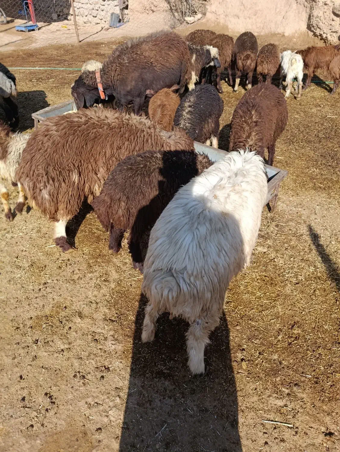 بره نر و بزغاله نر|حیوانات مزرعه|پاپی, |دیوار