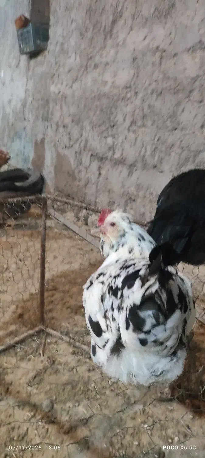 تخم مرغ نطفه دار|حیوانات مزرعه|مشگین شهر, |دیوار