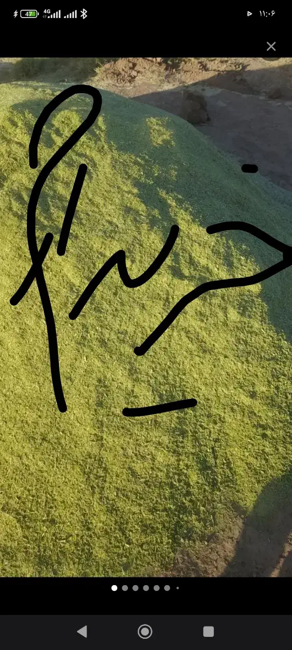 خار سبز|گل و گیاه طبیعی|تربت جام, شهرک آزادگان|دیوار