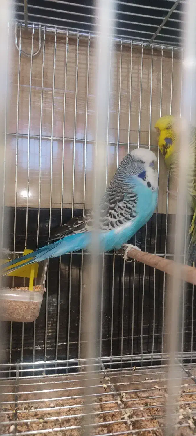 مرغ عشق انگلیسی|پرنده|تهران, سهروردی|دیوار