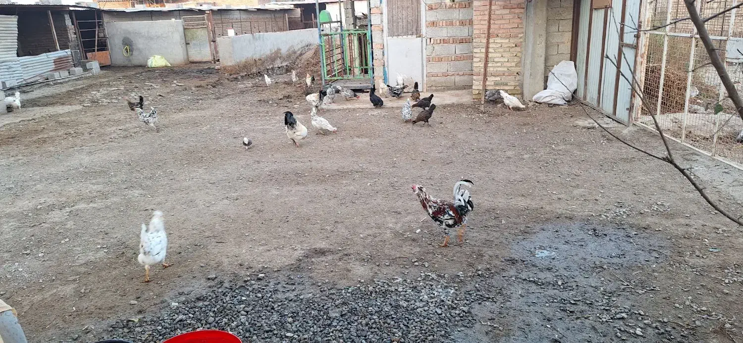 مرغ گلین لری اصل طبیعی|حیوانات مزرعه|پارسآباد, |دیوار