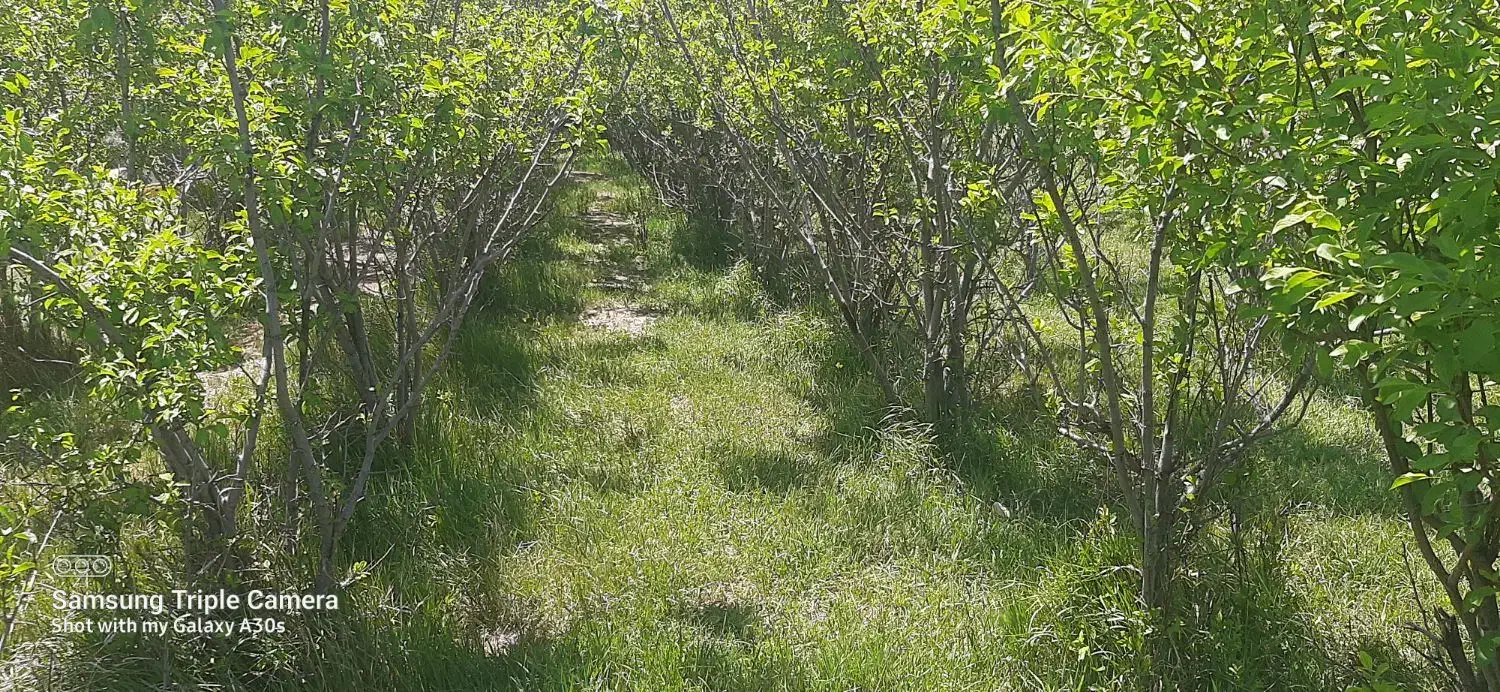 زمین باغ آلو ۴۴۹ متری بابا سلطان|فروش زمین و ملک کلنگی|خوانسار, |دیوار