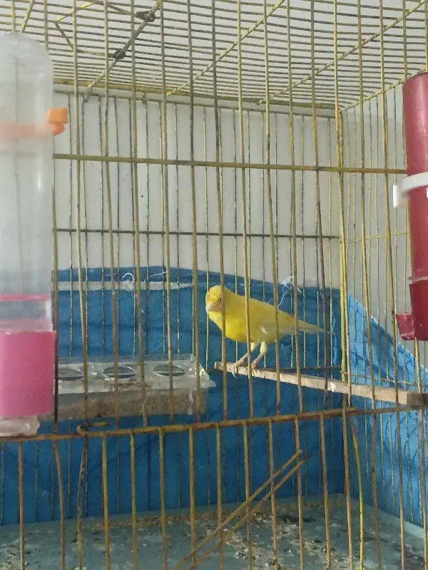 قناری نر|پرنده|پاکدشت, خاتون آباد|دیوار