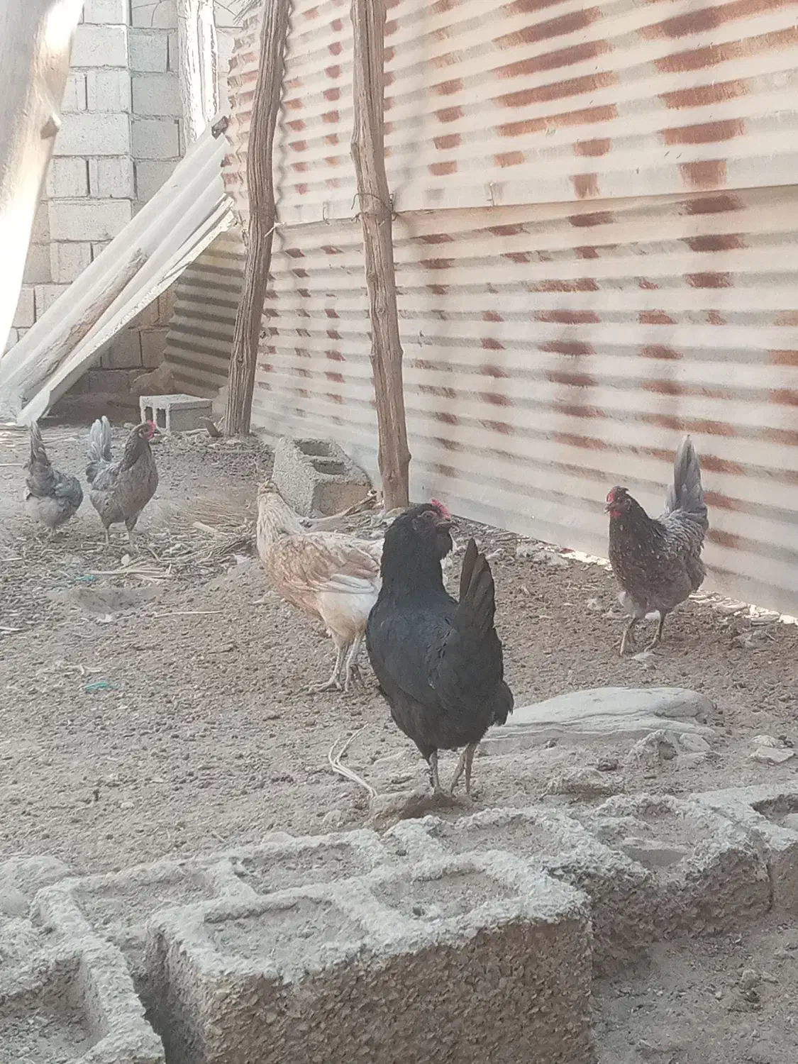 مرغ محلی طوسی|حیوانات مزرعه|برازجان, |دیوار