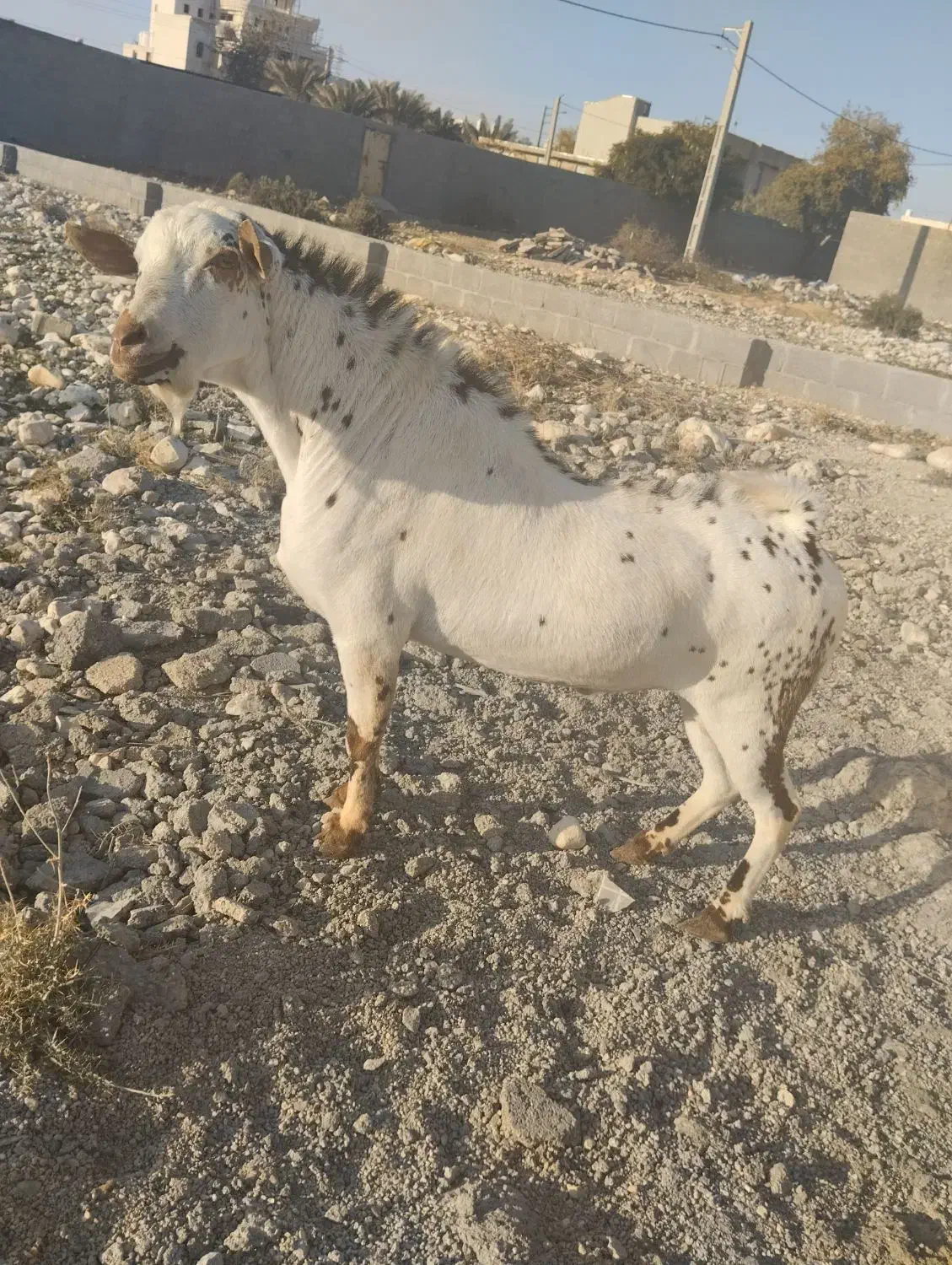 پازن صلاله|حیوانات مزرعه|جم, |دیوار