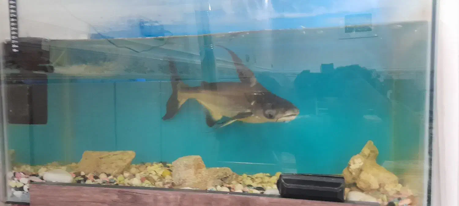 ماهی بزرگ|ماهی|شریف‌آباد, |دیوار