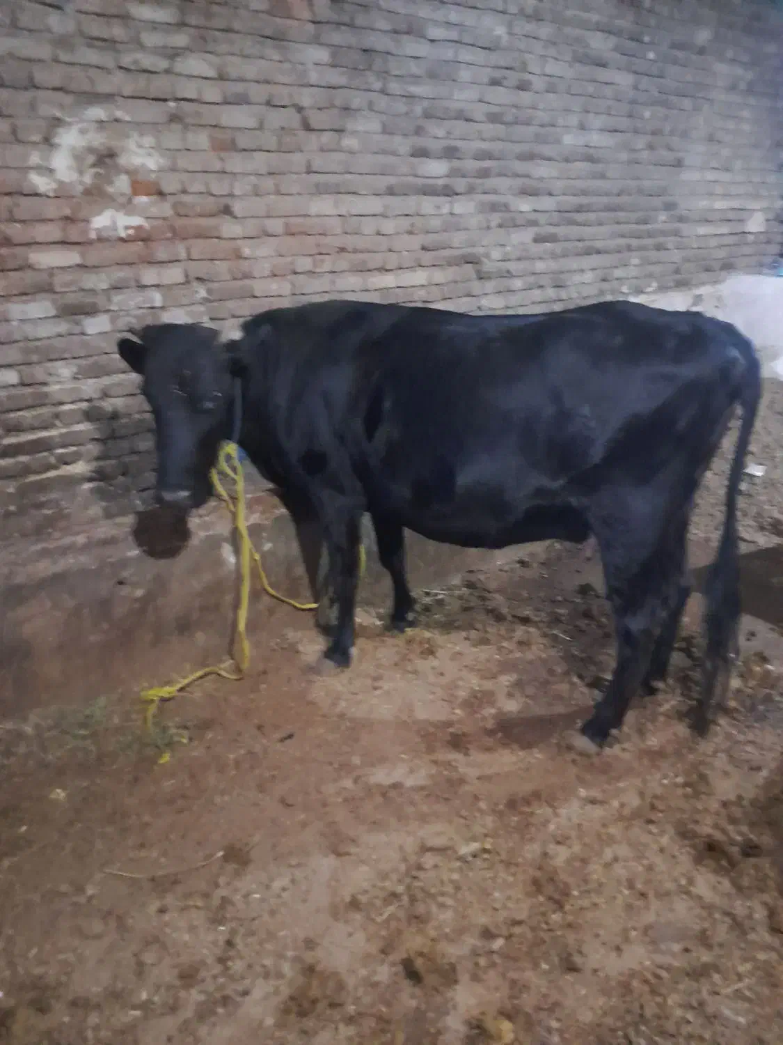گاو آبستن سنگین|حیوانات مزرعه|سلماس, |دیوار