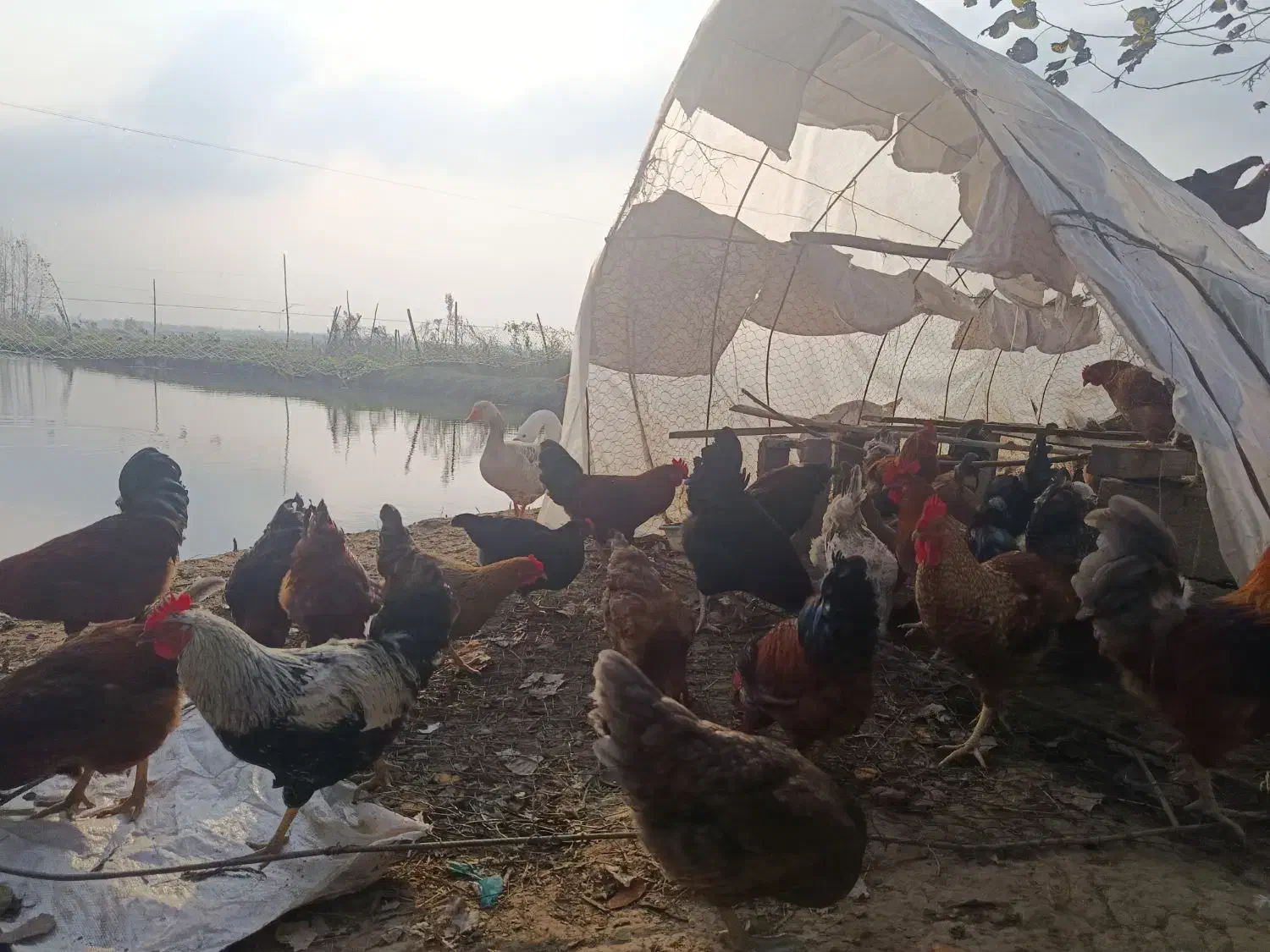 خوروس هشت ماه|حیوانات مزرعه|تولم شهر, |دیوار