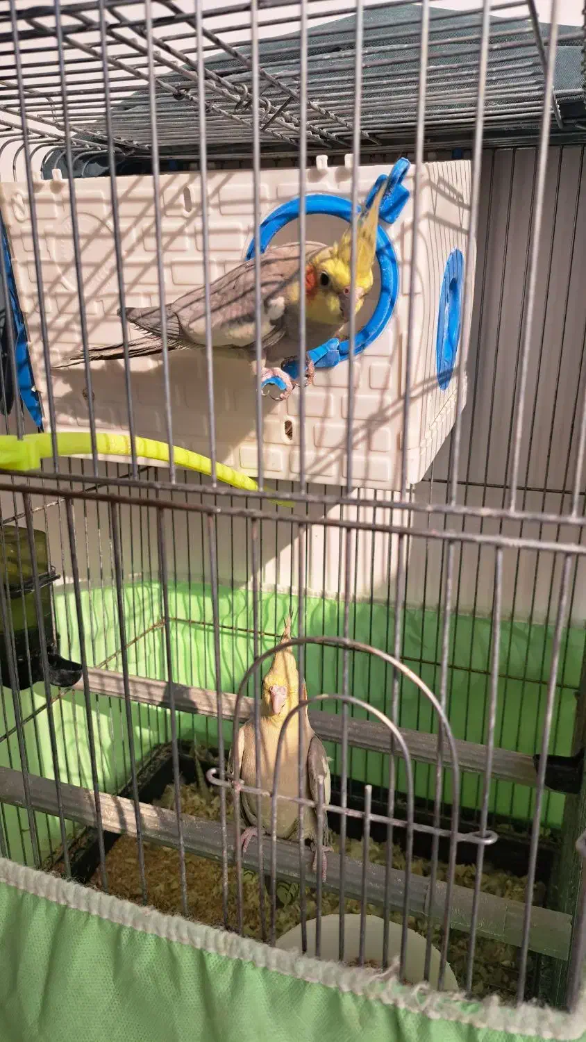 پرنده عروس هلندی|پرنده|قم, باغ کرباسی|دیوار