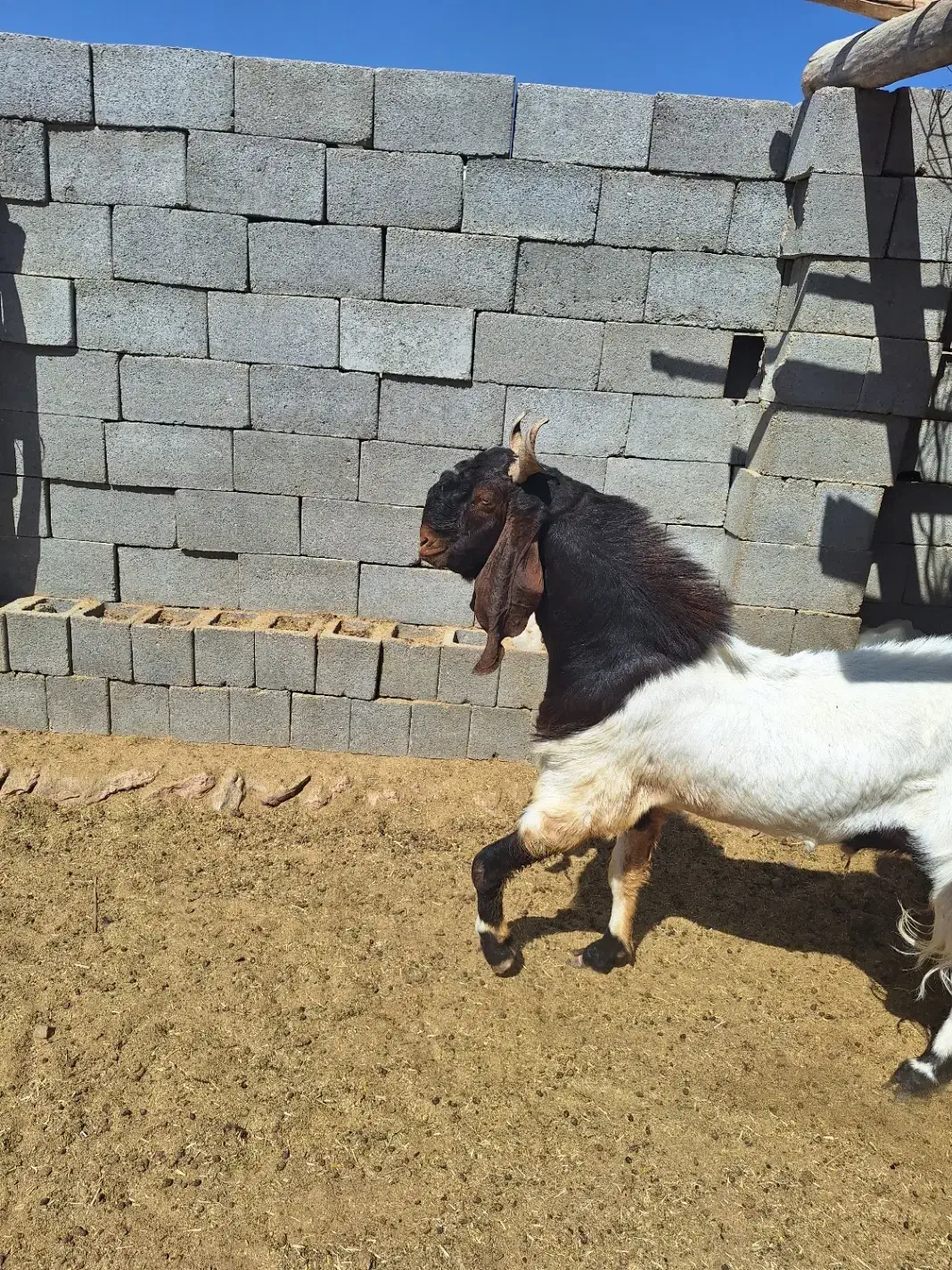 معاوضه نری پاکستانی|حیوانات مزرعه|رستاق, |دیوار