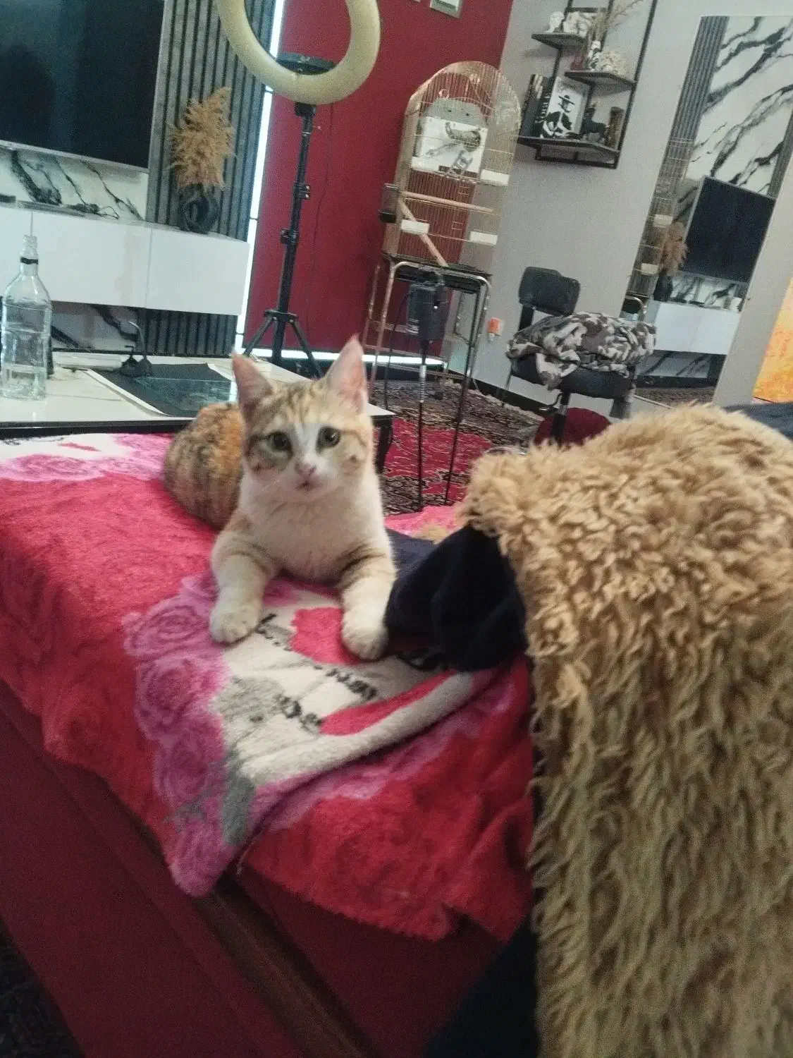 واگذاری گربه|گربه|کرمانشاه, |دیوار