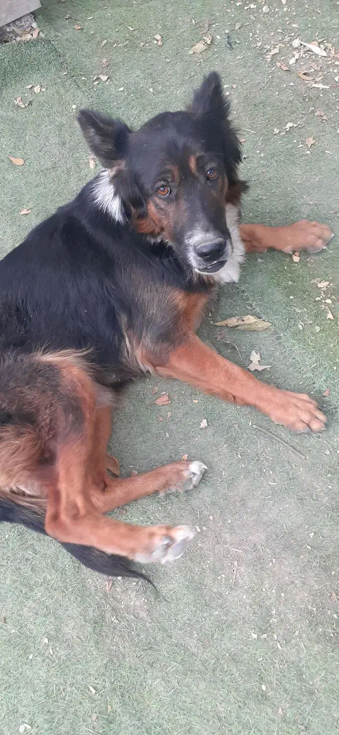 سگ ژرمن|سگ|شیراز, شریف‌آباد|دیوار