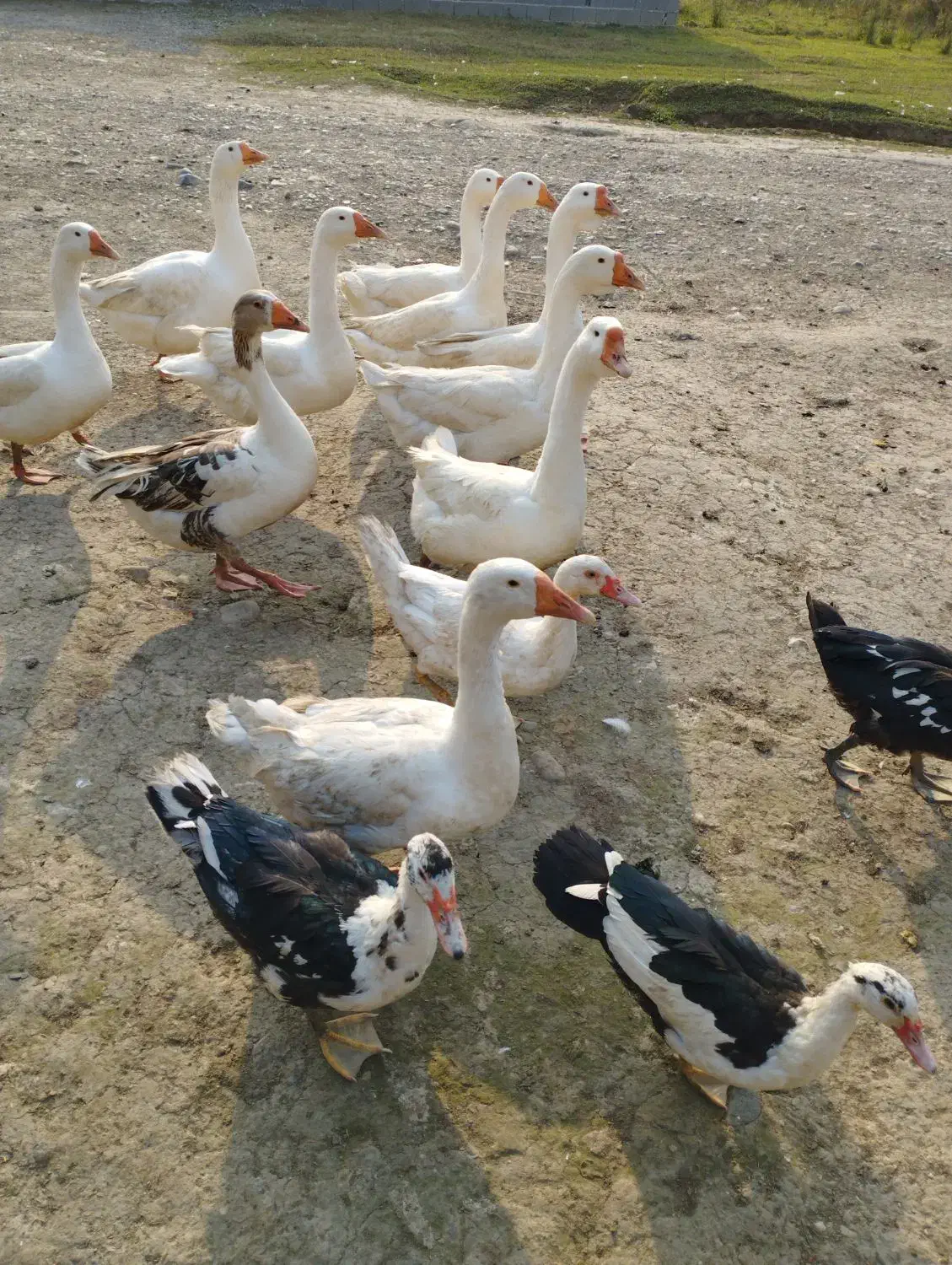 اردک، قوغاز، اردک نما|حیوانات مزرعه|شفت, |دیوار