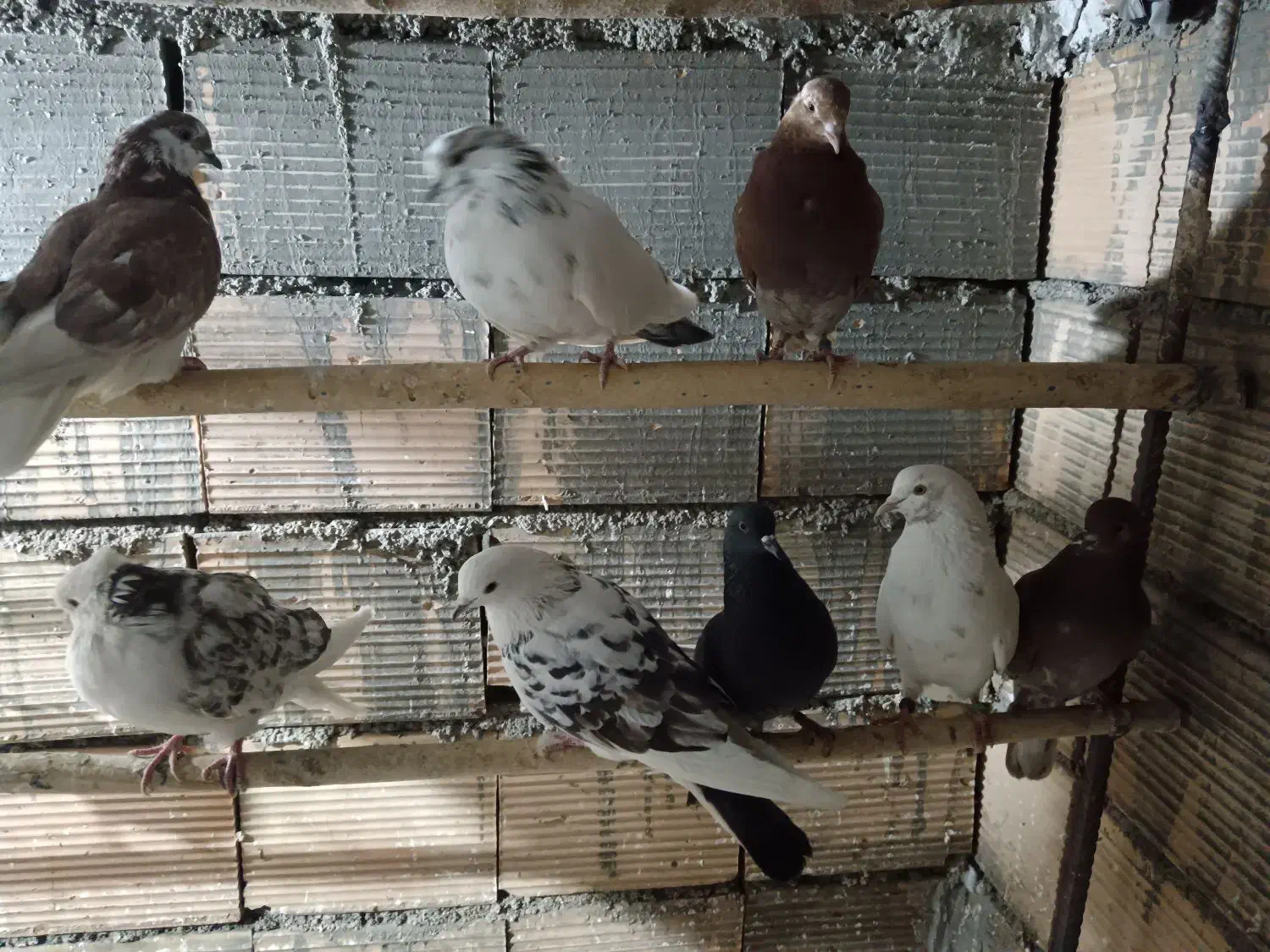 کبوتر گرفتنی عالی|پرنده|شریفآباد, |دیوار