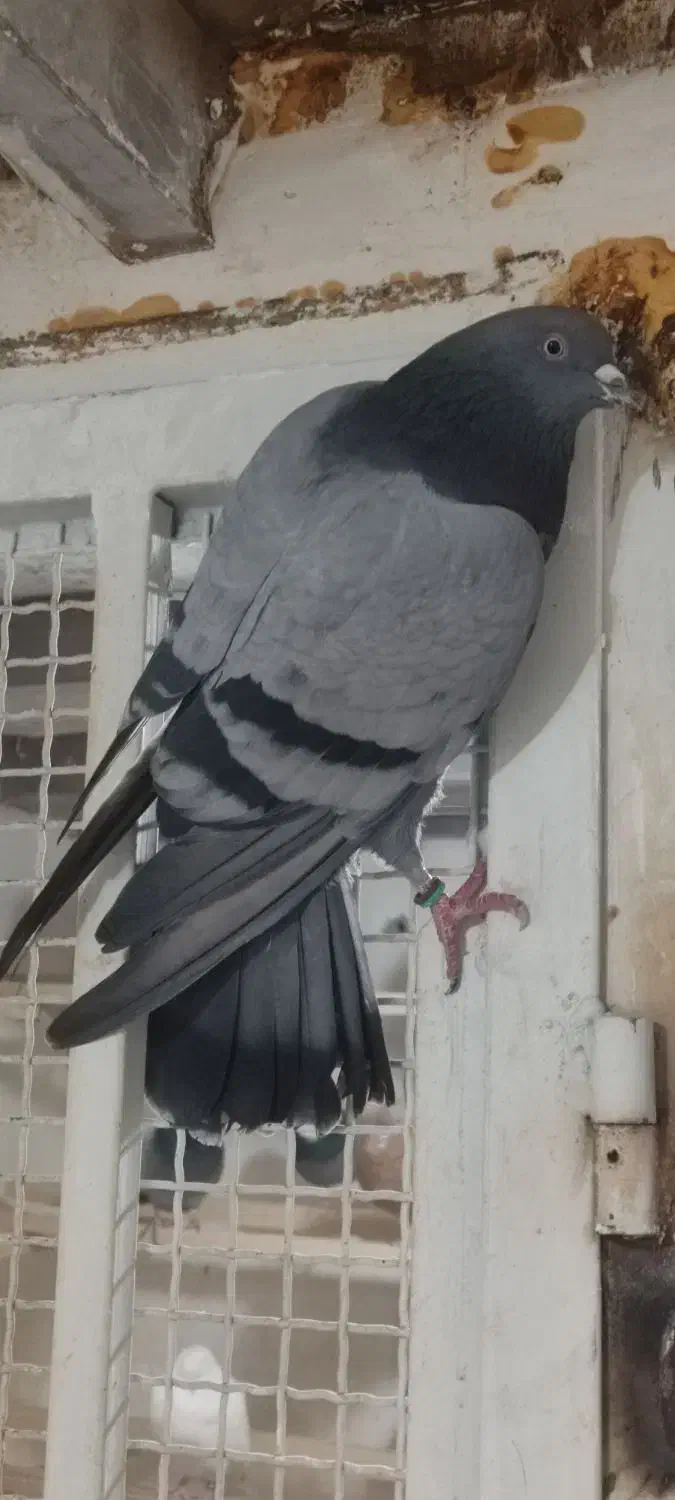 فروش کبوتر|پرنده|شهریار, دهشاد بالا|دیوار