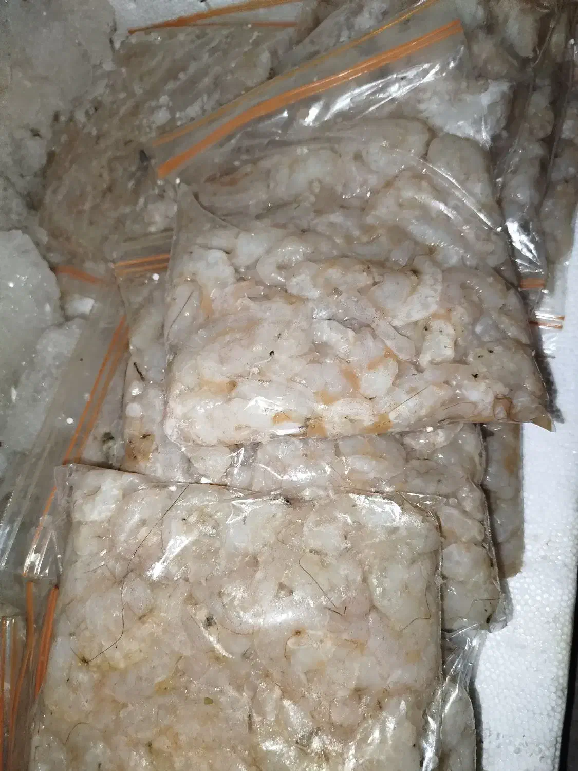 سرتیز میگو|ماهی|داراب, |دیوار