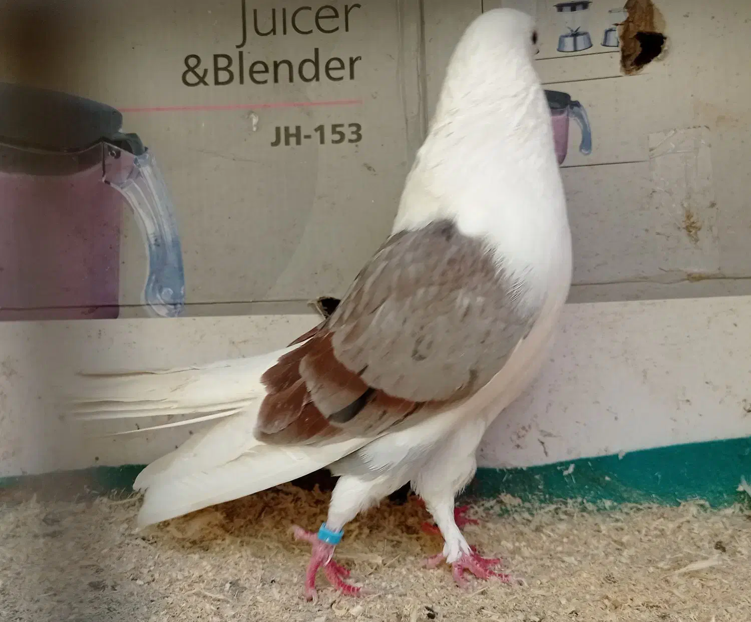 کبوتر پرشی بشرط و تضمین|پرنده|رشت, خرسندی|دیوار