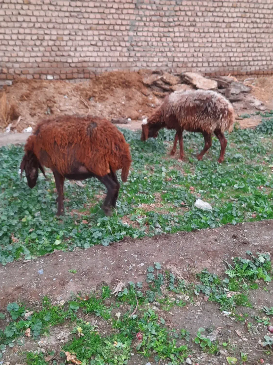 میش ابستن|حیوانات مزرعه|نیشابور, دهنو|دیوار