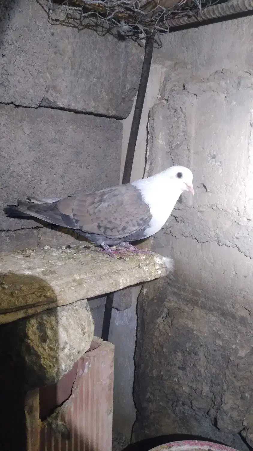 کفتر. نر سر سفید|پرنده|راور, |دیوار