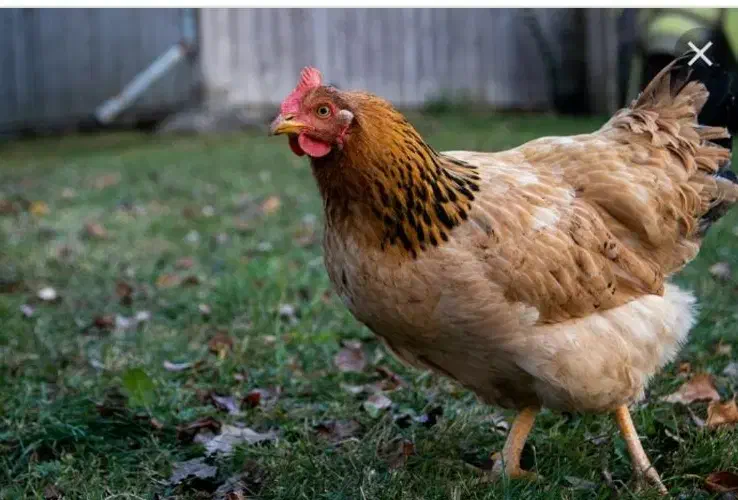 مرغ و خروس|حیوانات مزرعه|شیروان (خراسان), |دیوار