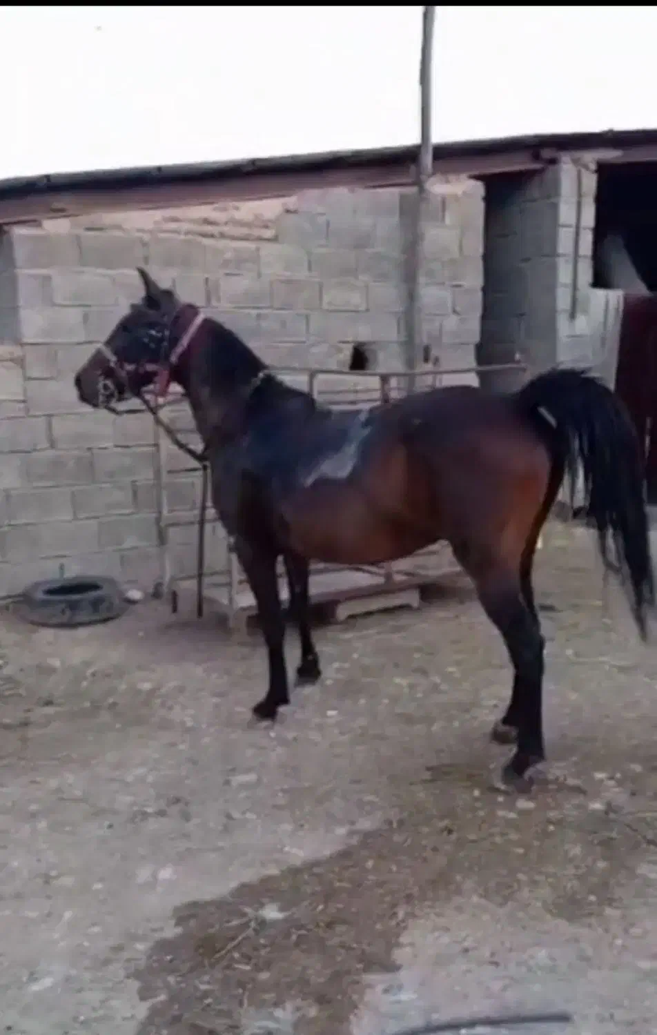 مادیون ترک درجه یک|اسب و تجهیزات اسب‌سواری|دورود, |دیوار