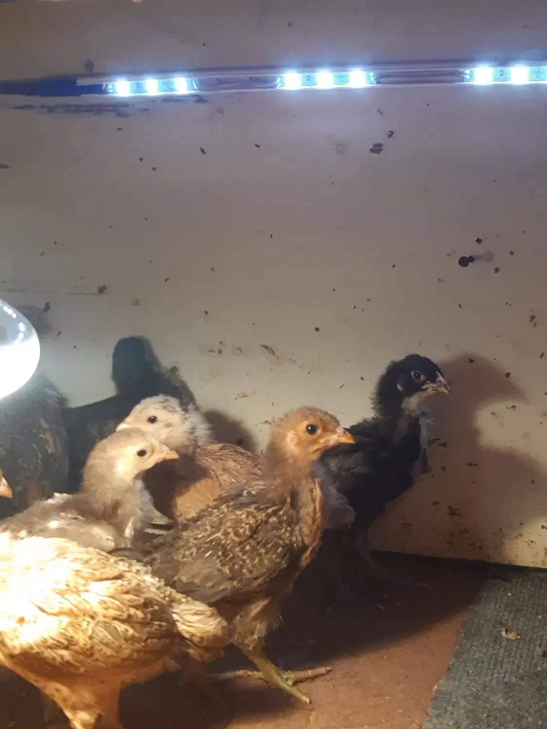 جوجه یک ماهه|حیوانات مزرعه|رشت, شهرک آیت الله منتظری|دیوار