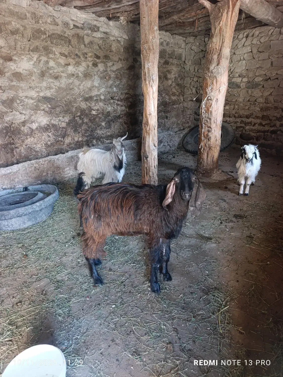 بزغاله عراقی|حیوانات مزرعه|اهر, |دیوار