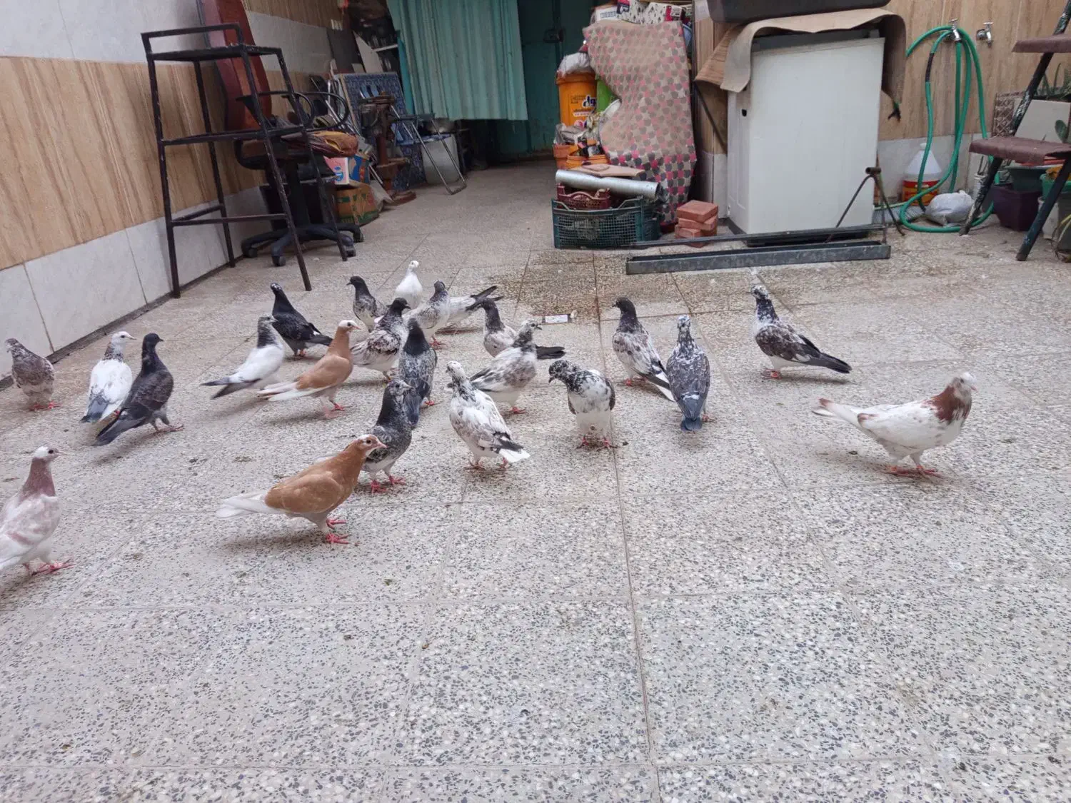 کبوتر پرشی ساعتی|پرنده|قم, باسکول|دیوار
